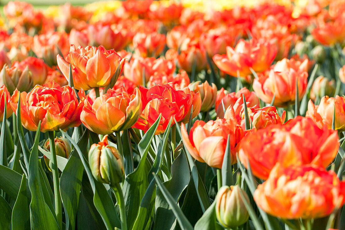 Tulipa 'Monte Orange'