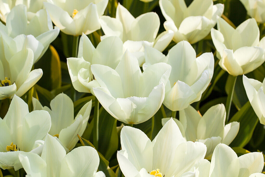 Tulipa kaufmanniana