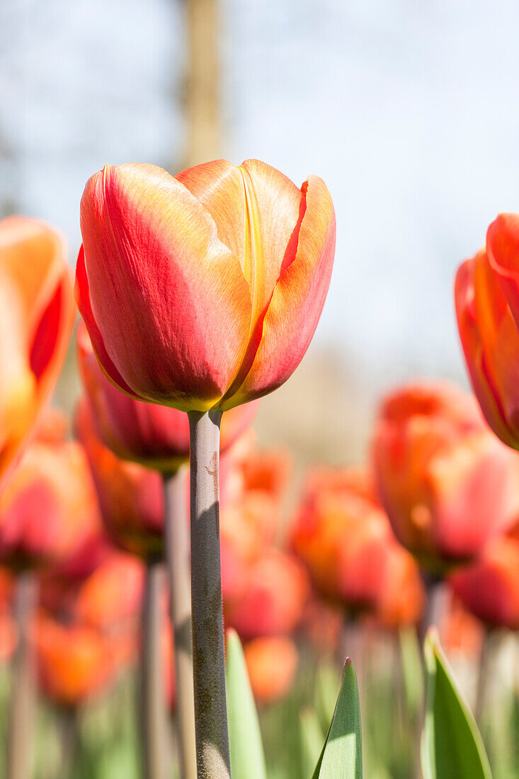 Tulipa 'Brown Sugar