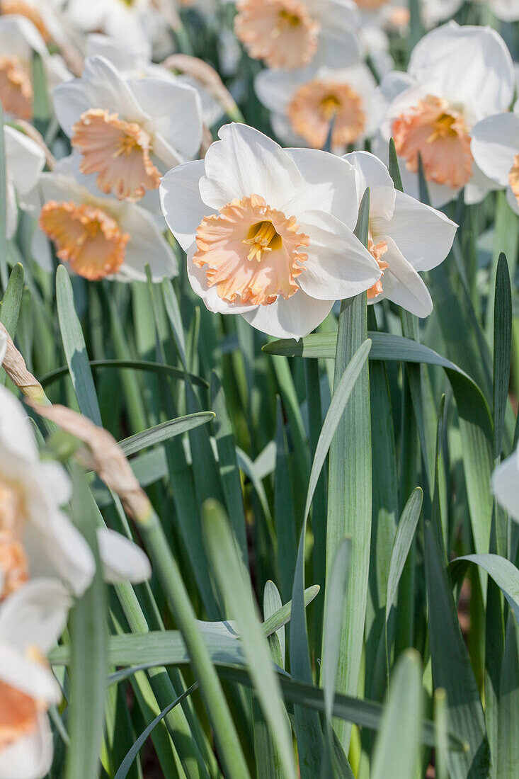 Narcissus Sentinel