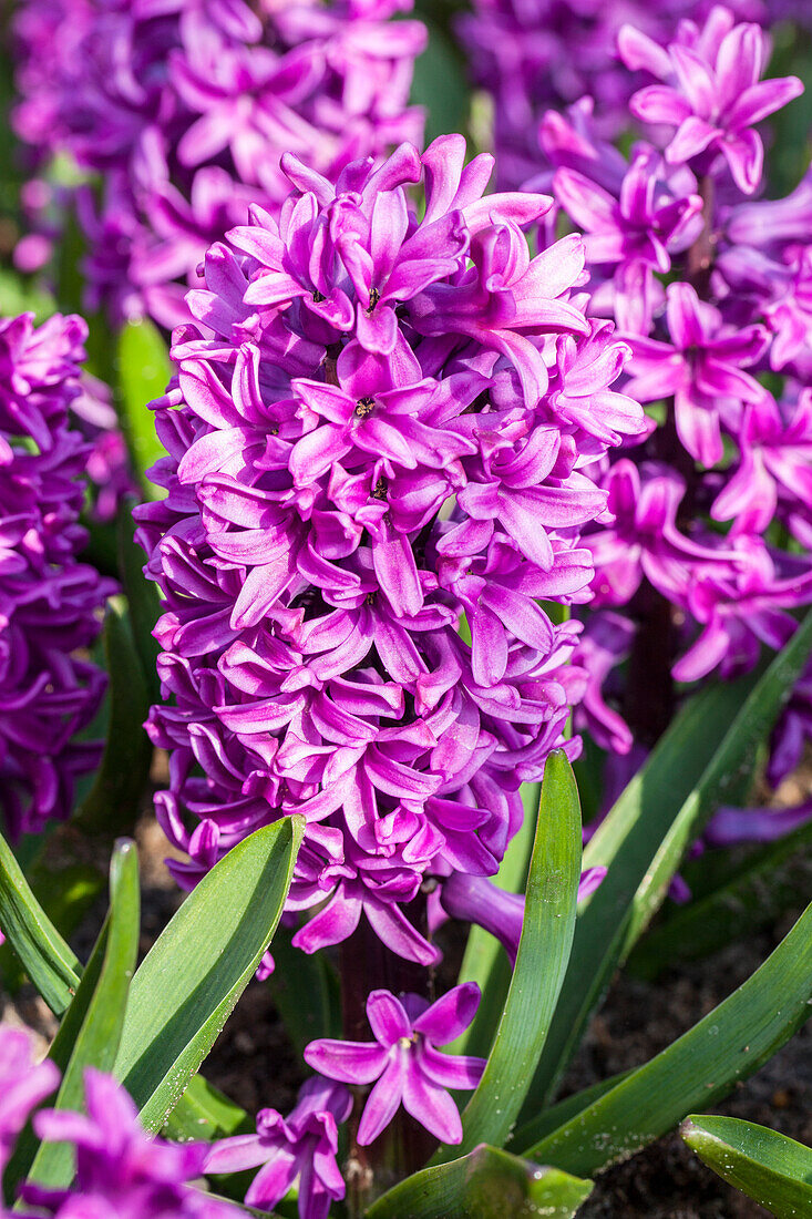 Hyacinthus orientalis 'Splendid Cornelia'