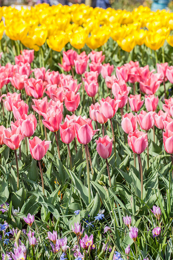 Tulipa, pink