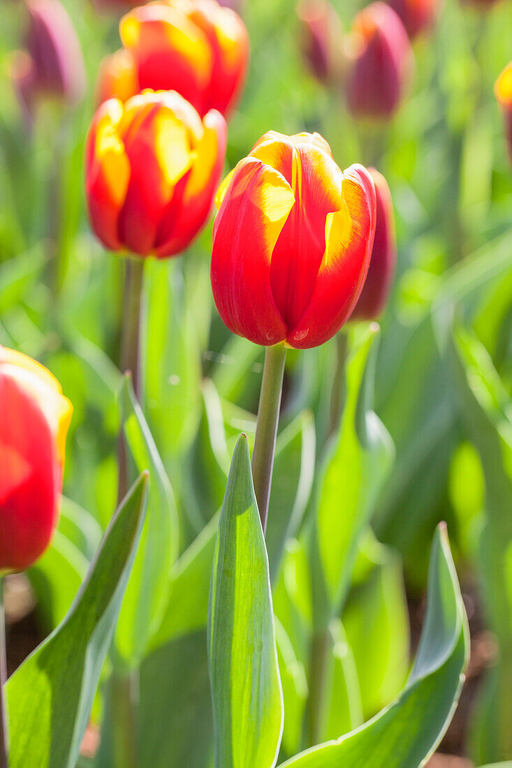 Tulipa 'Andre Citroen'