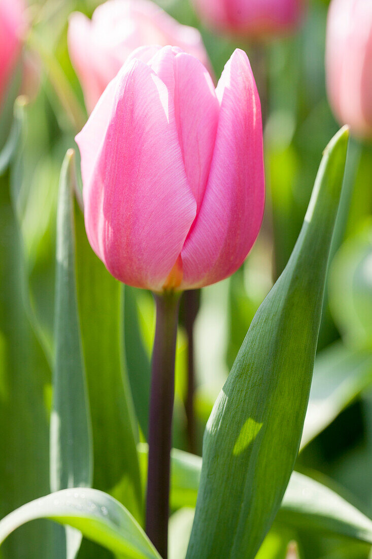 Tulipa 'Aafke'