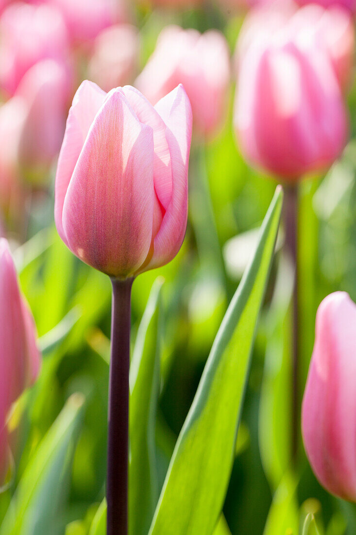 Tulipa 'Aafke'