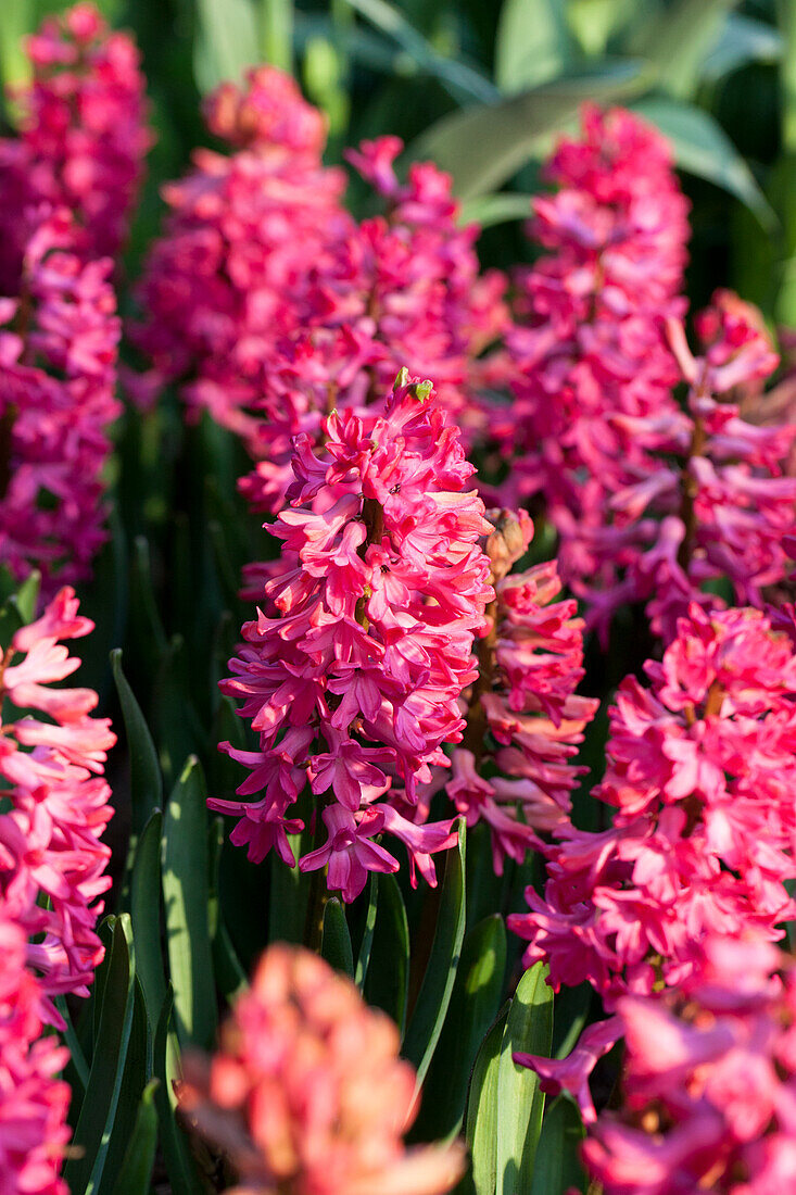 Hyacinthus orientalis 'Jan Bos'