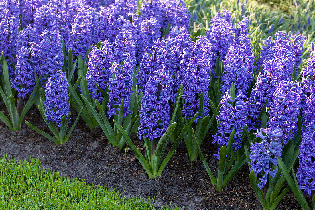 Hyacinthus orientalis, blue