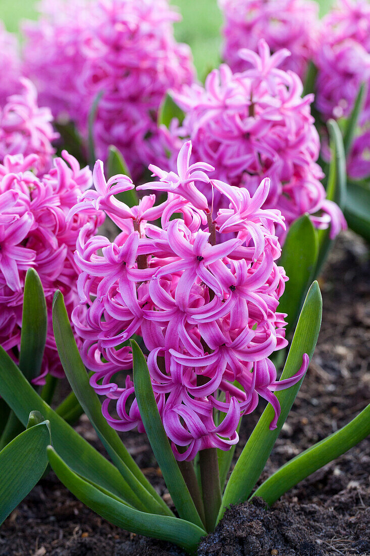 Hyacinthus orientalis Pink Pearl