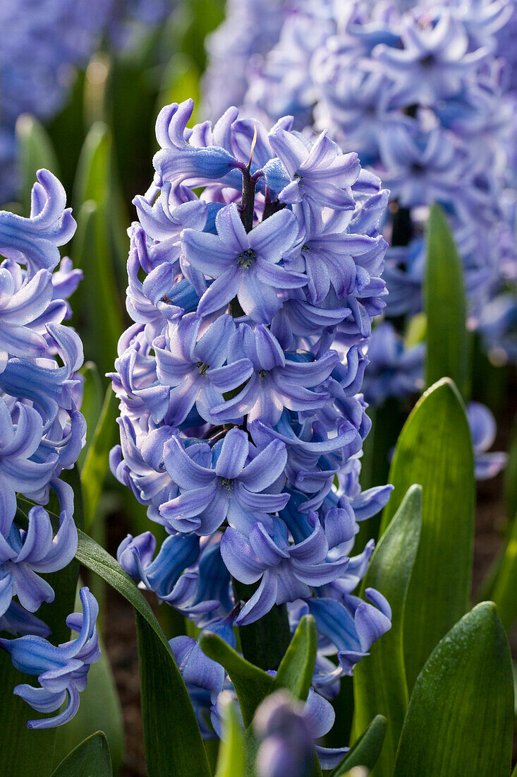 Hyacinthus orientalis, blue