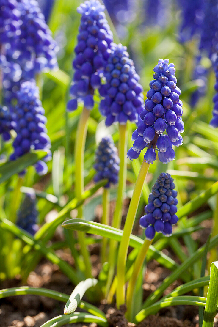 Muscari armeniacum