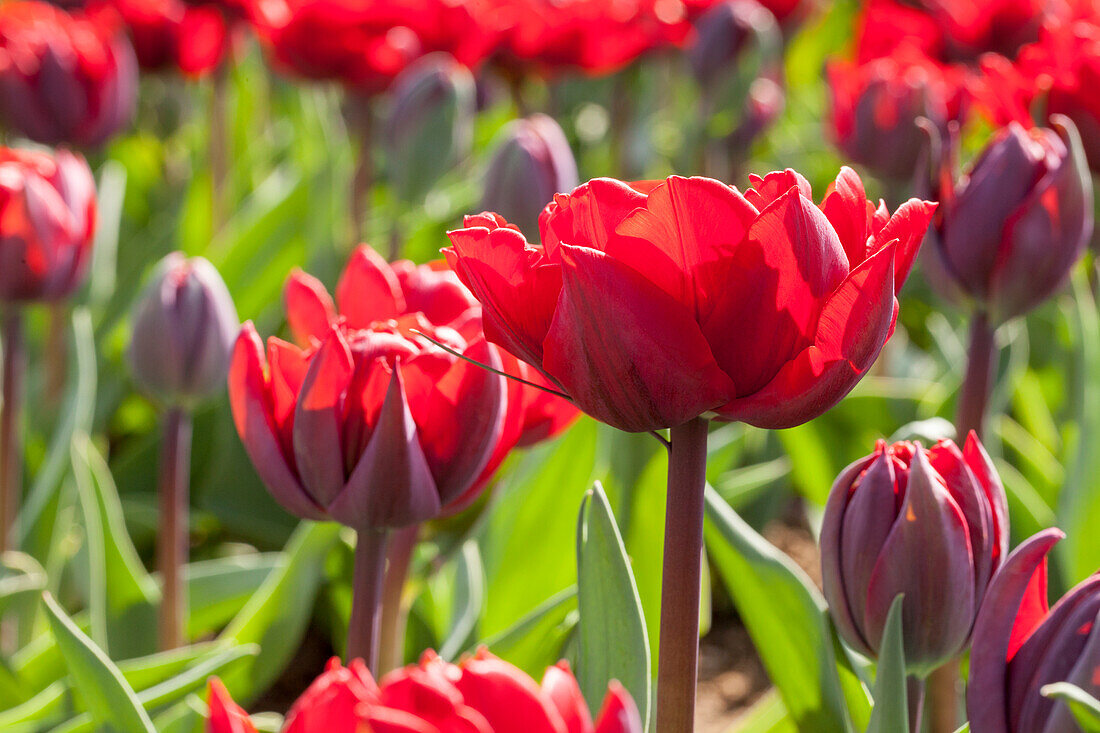 Tulipa 'Red Princess'