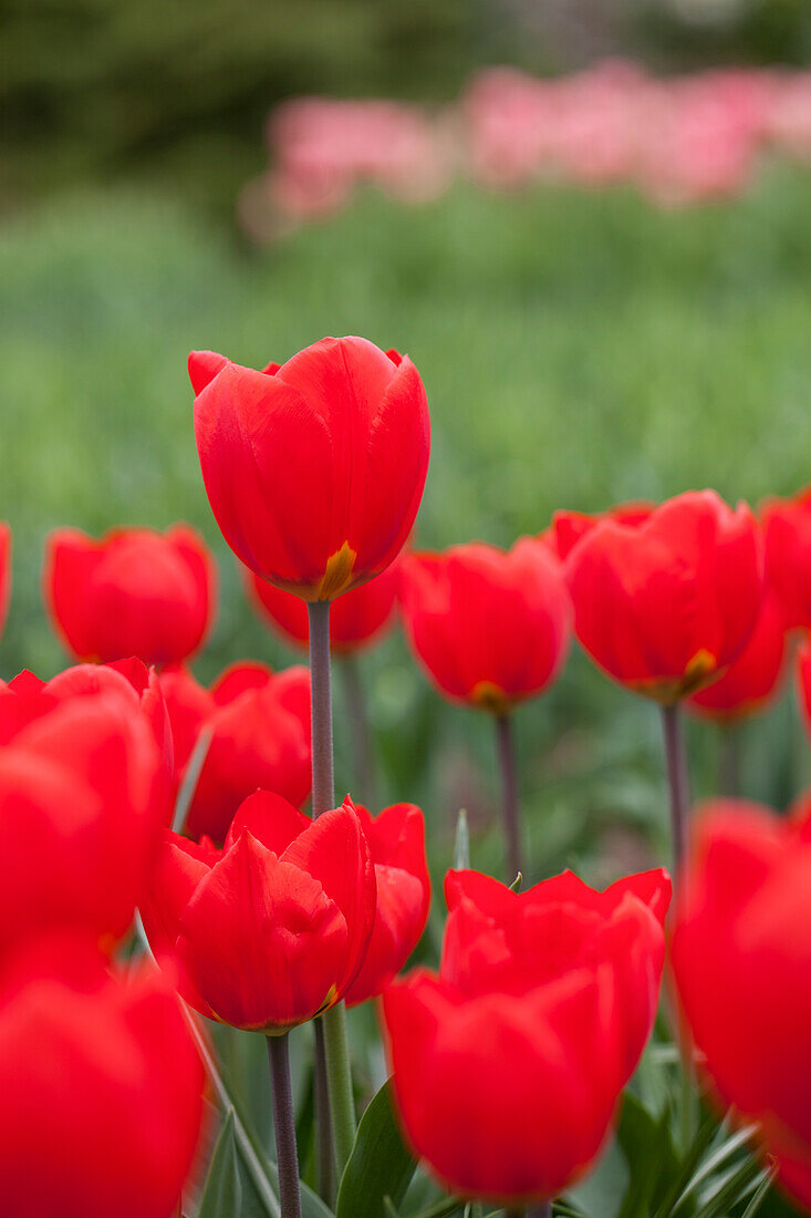 Tulipa, red