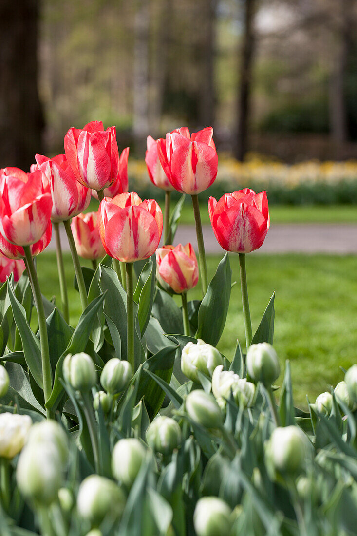 Tulipa, weiß-rot