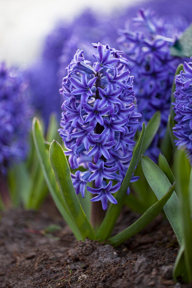 Hyacinthus orientalis, blau