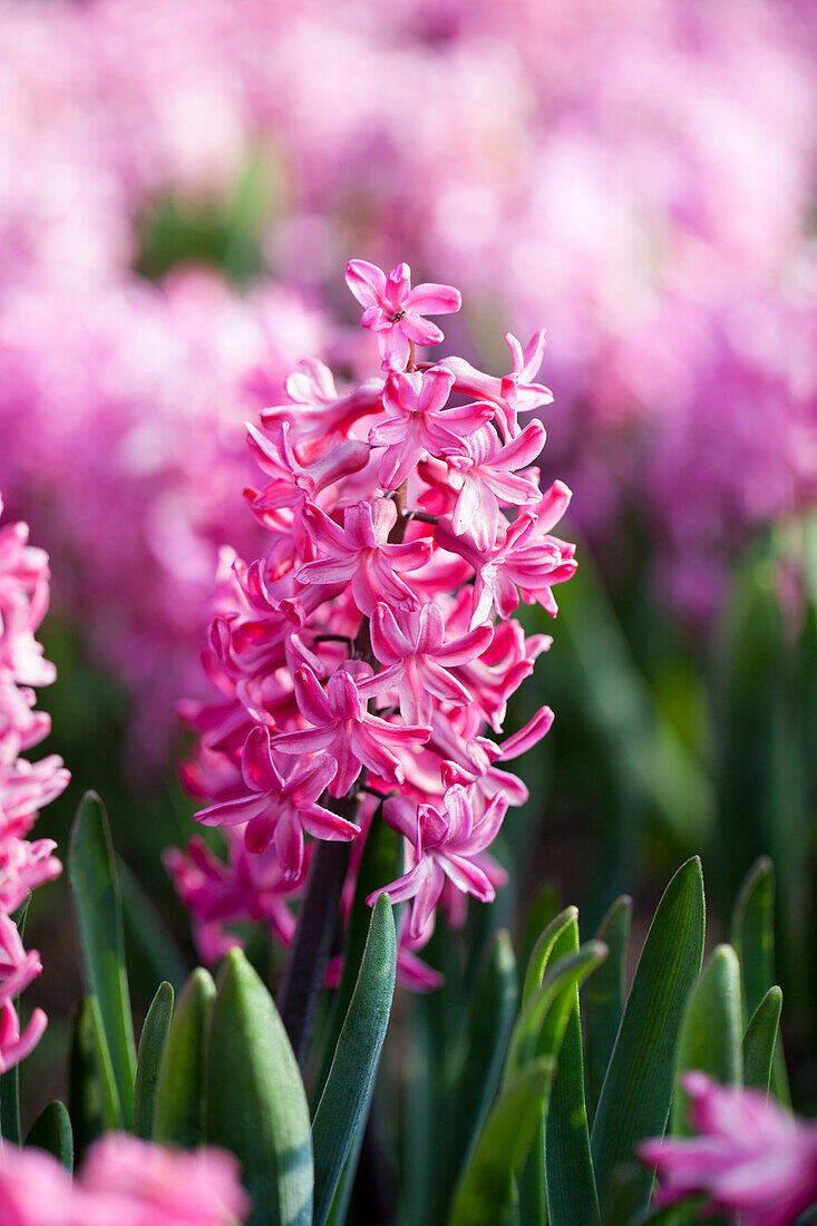 Hyacinthus orientalis, rosa