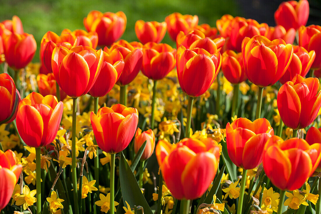 Tulipa, Narcissus