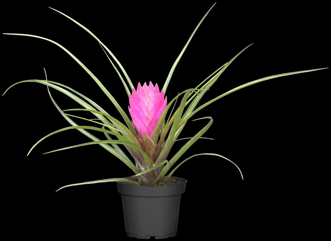 Tillandsia cyanea