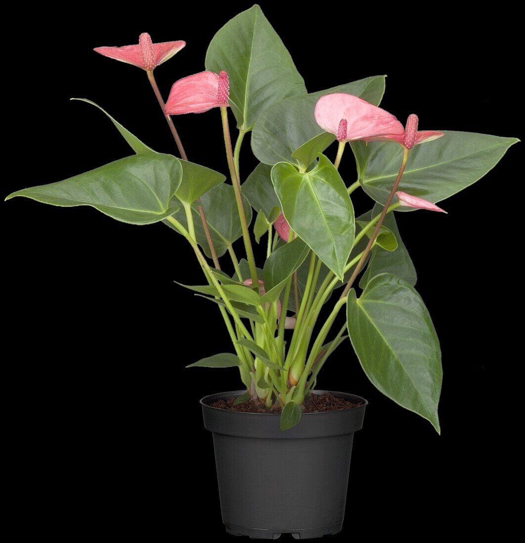 Anthurium x andreanum, pink