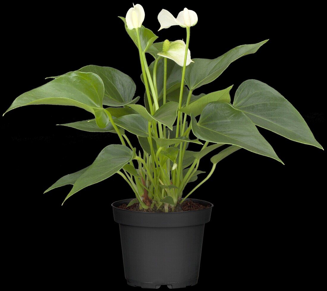 Anthurium andreanum