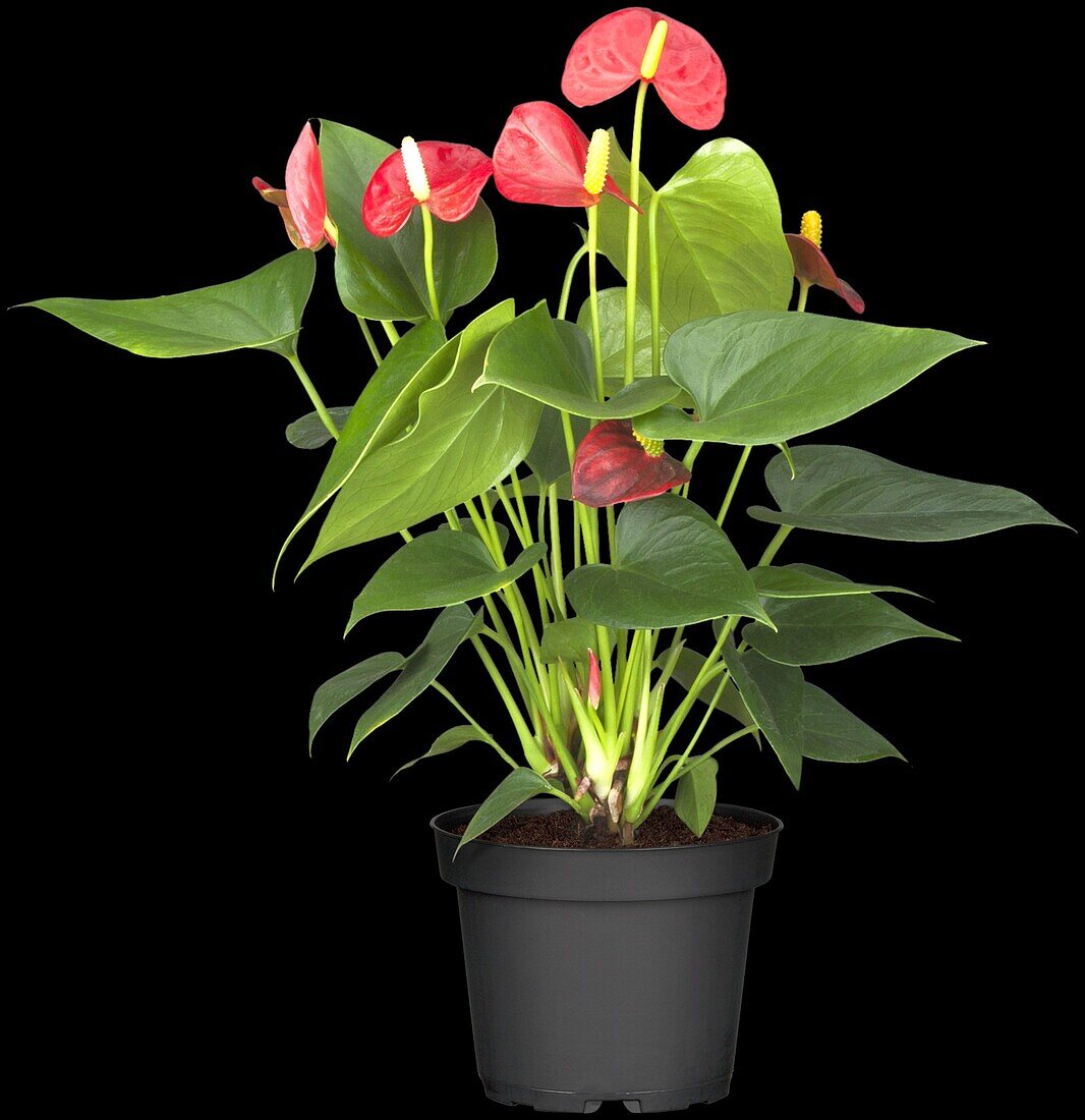 Anthurium x andreanum, red