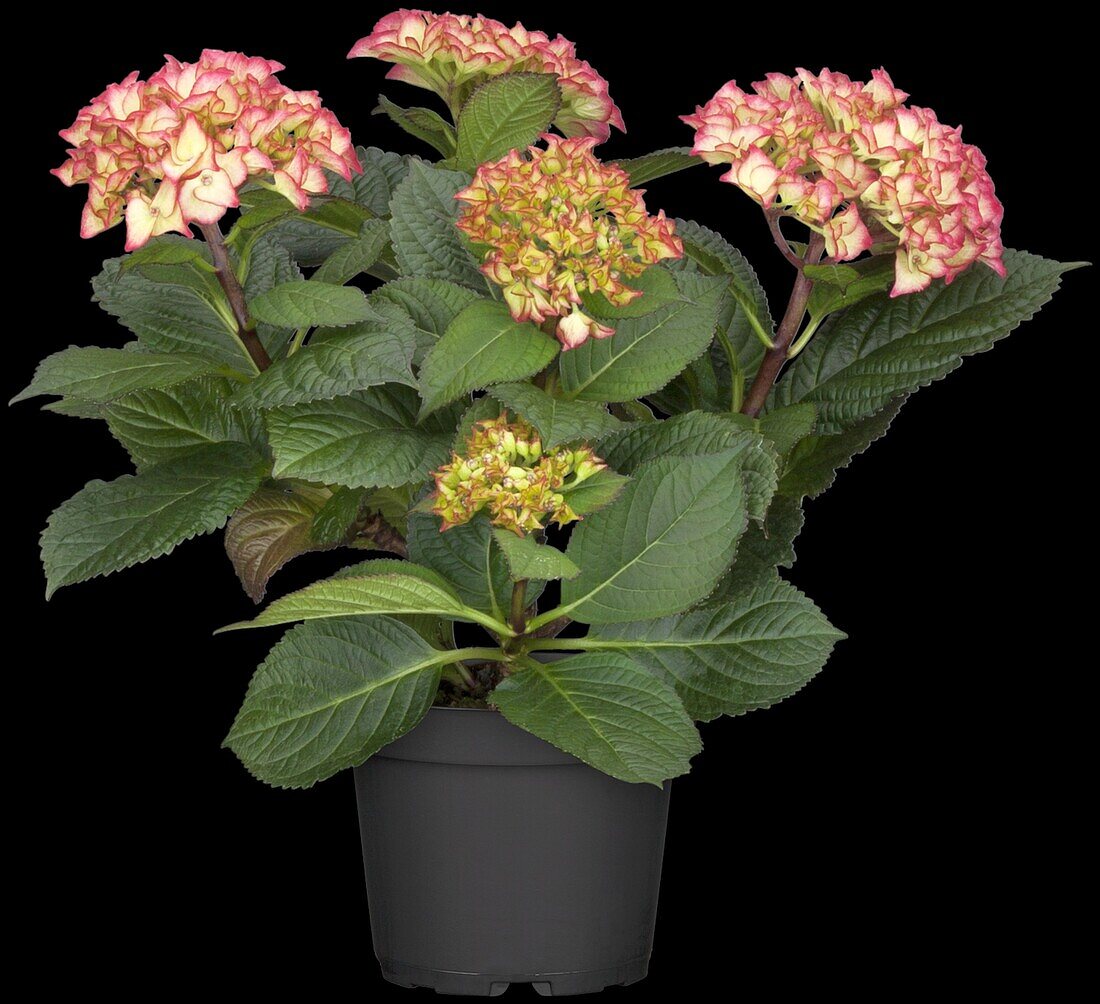 Hydrangea macrophylla