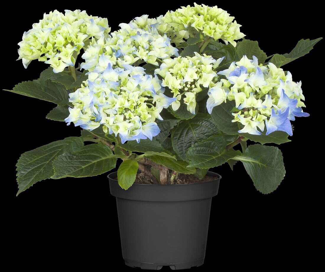 Hydrangea macrophylla