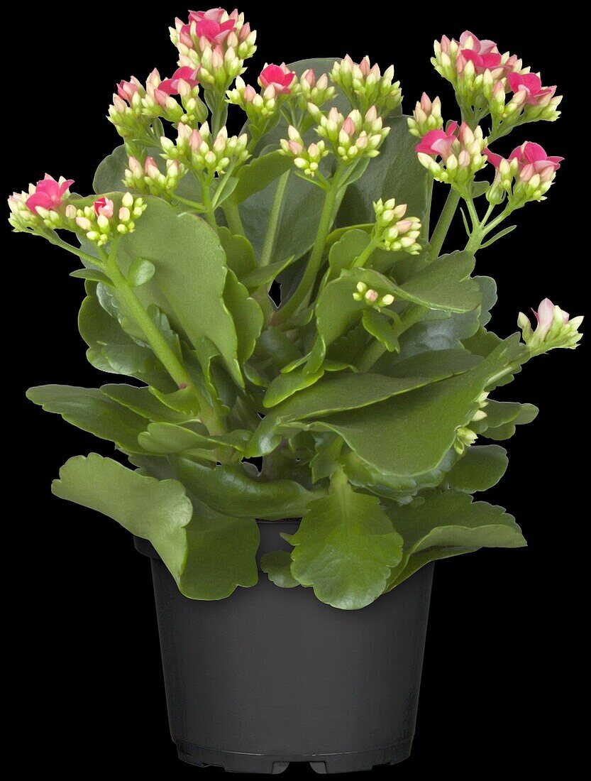 Kalanchoe blossfeldiana