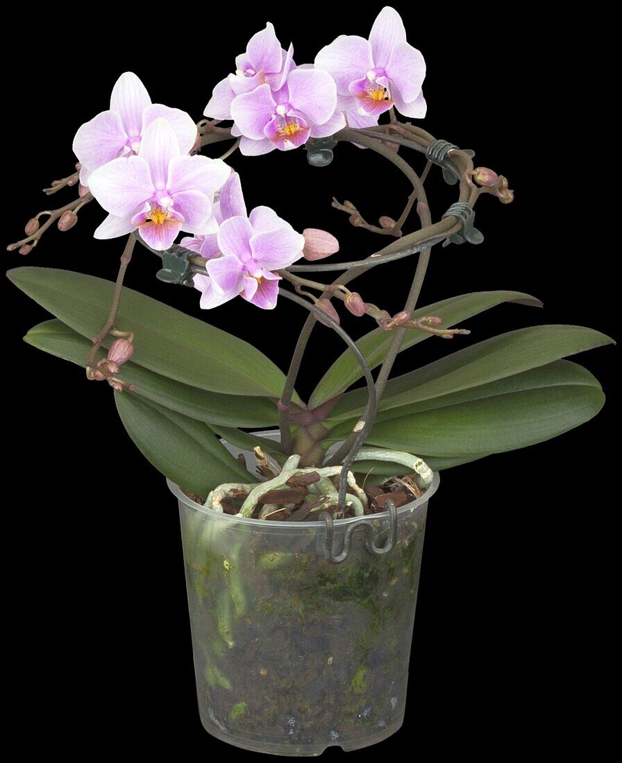 Phalaenopsis 'Buenos Aires'