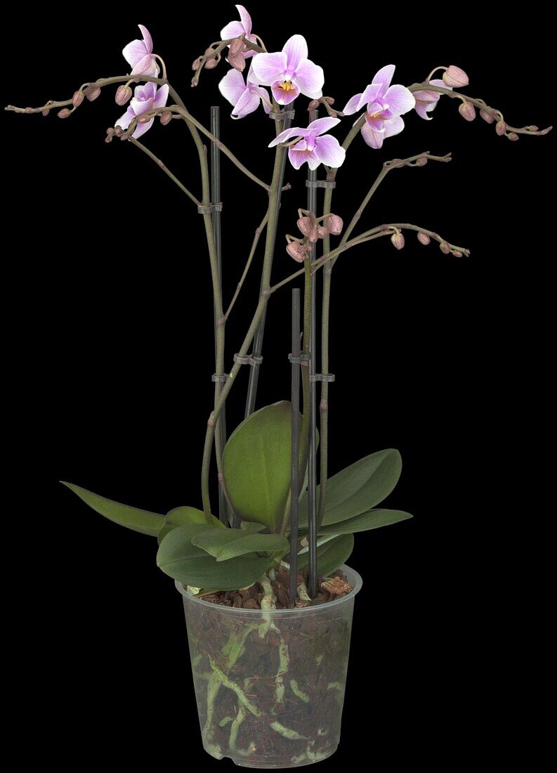 Phalaenopsis Hybride