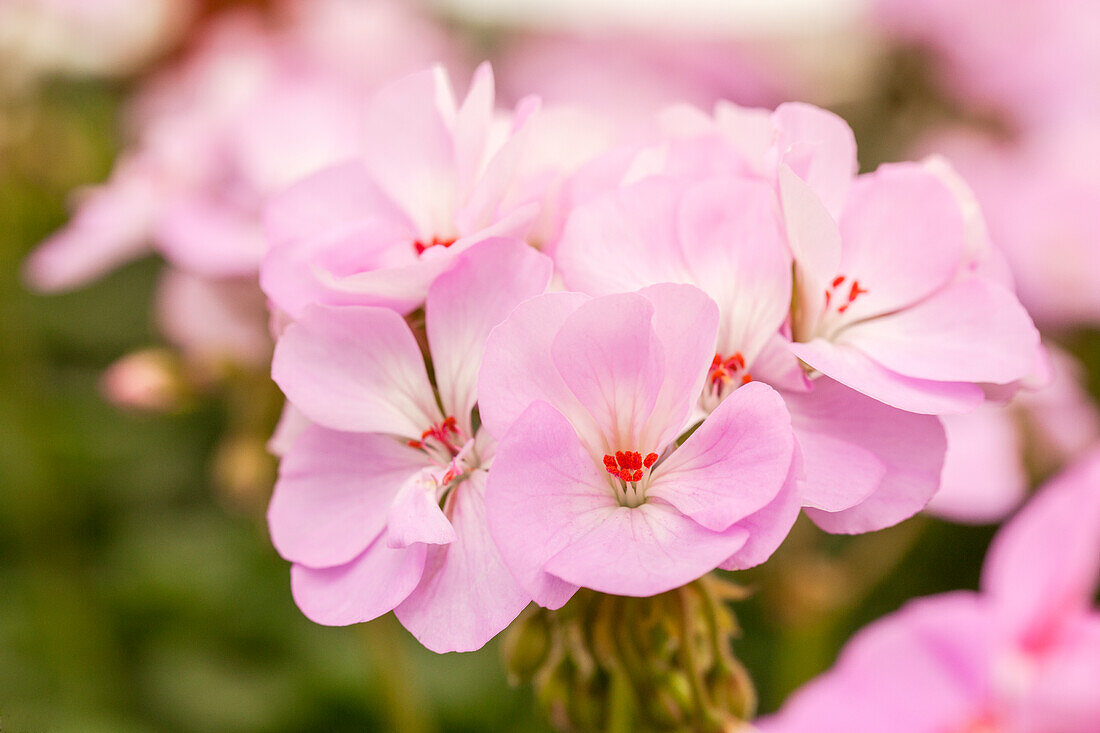 Pelargonium zonale zonale pac® Dark line 'Greta'