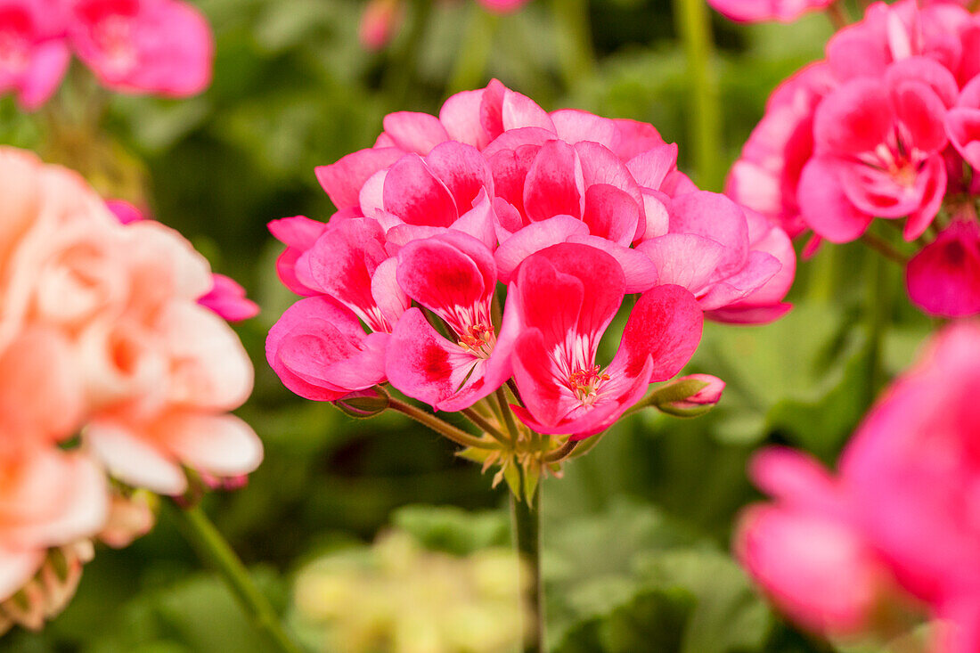 Pelargonium zonale Flower Fairy® Berry