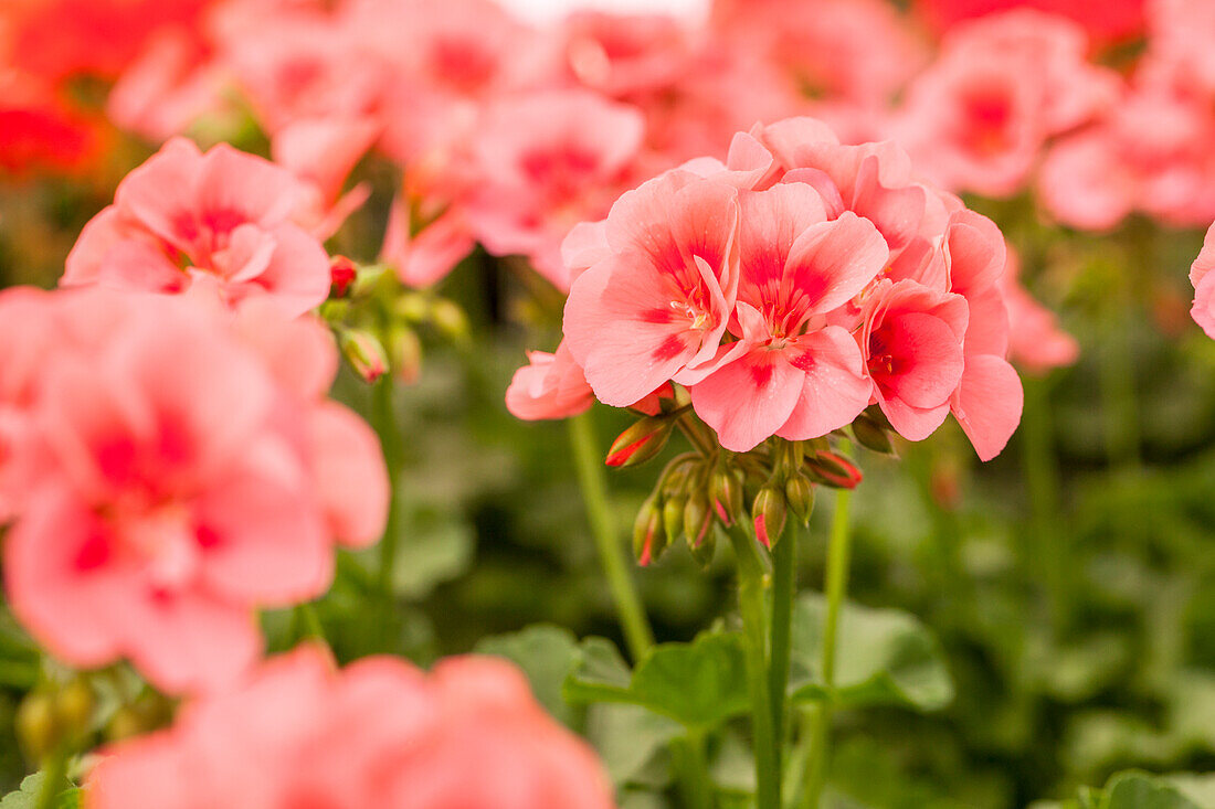 Pelargonium grandiflorum pac® TWOinONE® 'Peach'