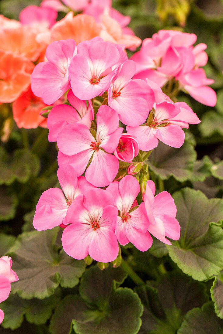 Pelargonium zonale pac® Chocolate 'Pink'