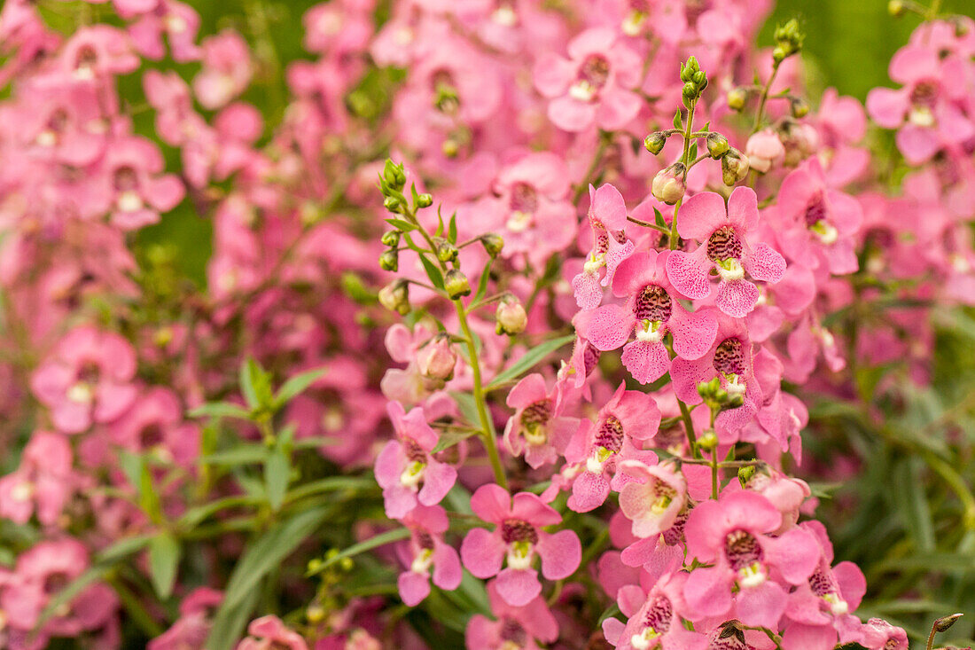 Angelonia pac® Angelos® Trailing Pink