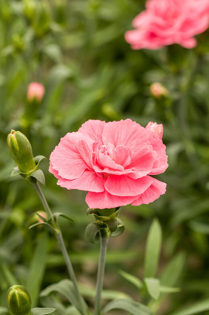 Dianthus Dinamic® Pink