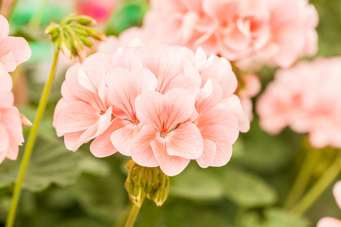 Pelargonium zonale pac® 'Antik Salmon'