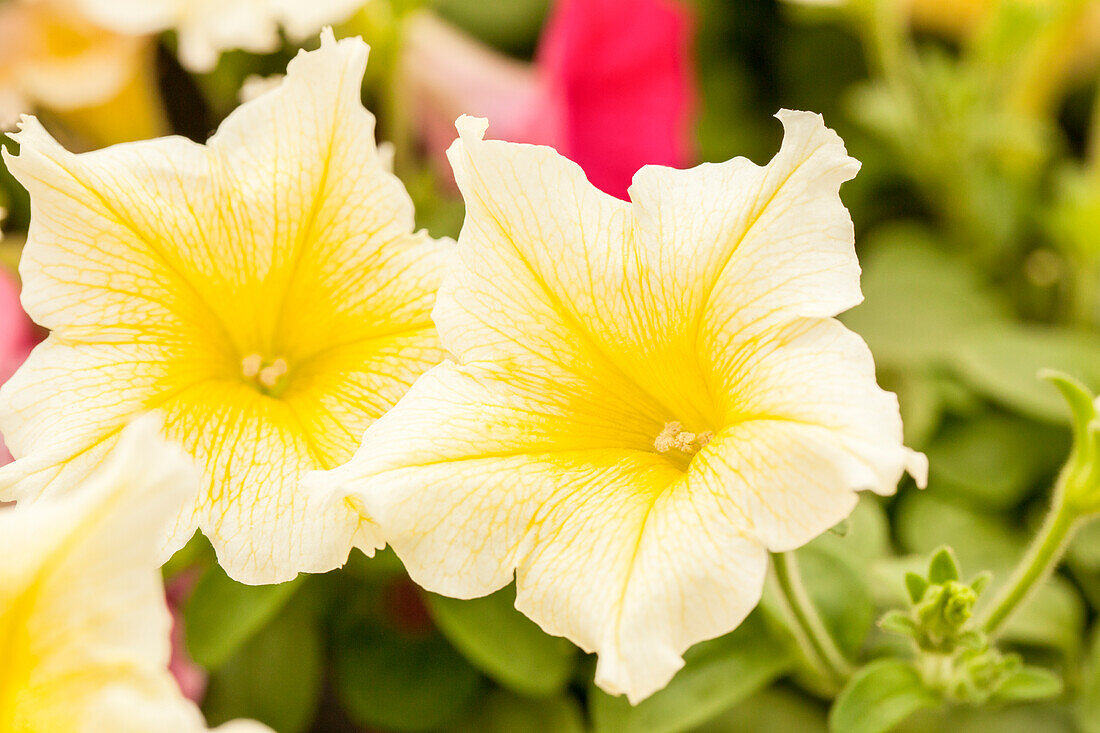 Petunia pac® Happytoonia® 'Yellow Improved'