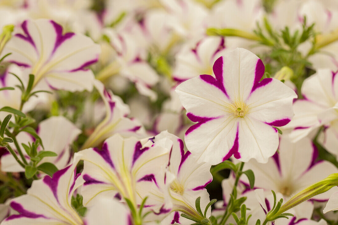 Petunia pac® Prettytoonia® 'White Star'