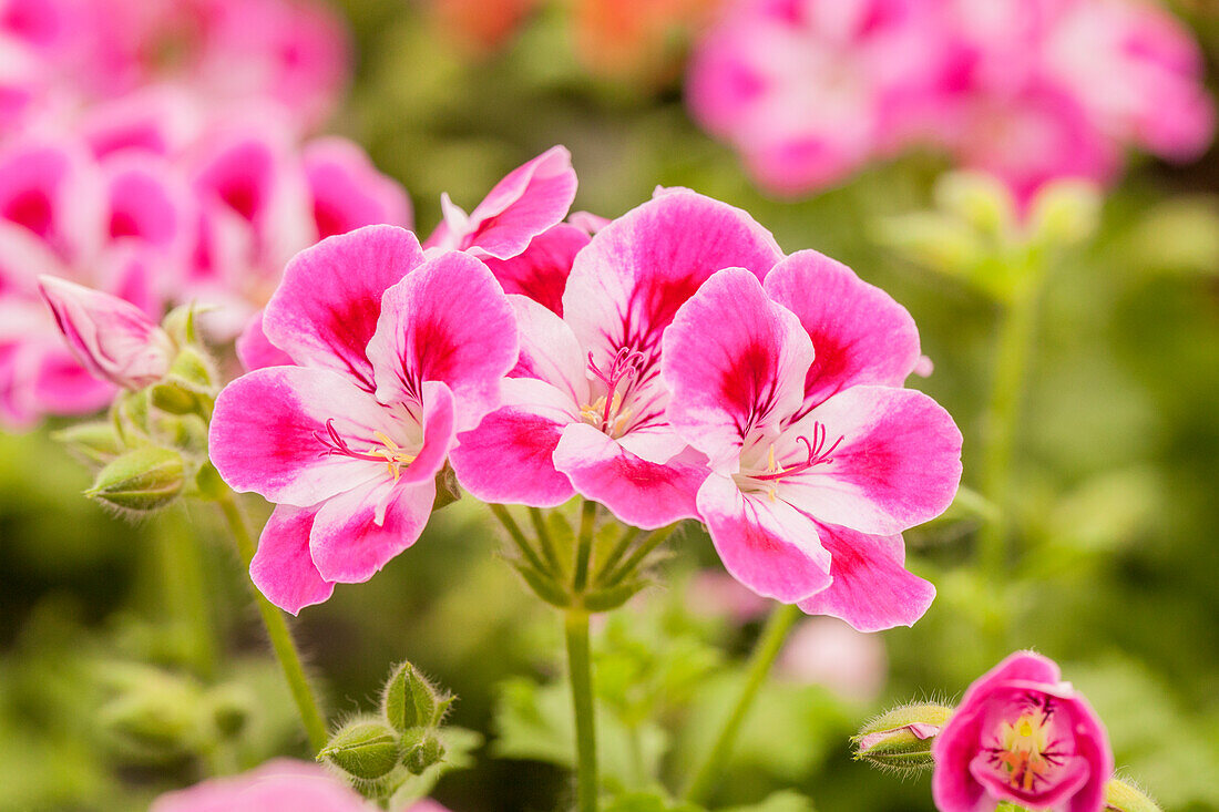 Pelargonium grandiflorum 'Pinkerbell'®