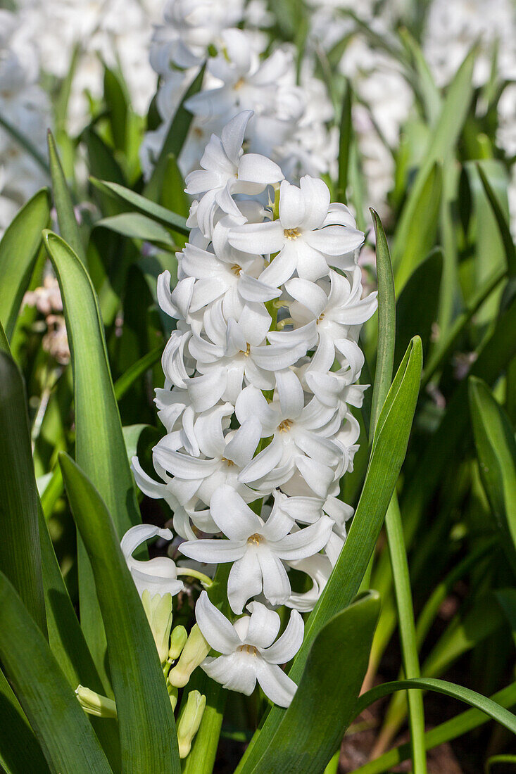 Hyacinthus orientalis 'Carnegie'