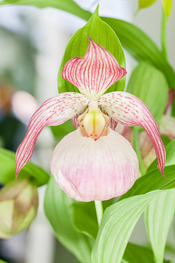 Cypripedium