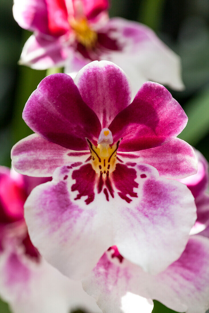 Miltoniopsis