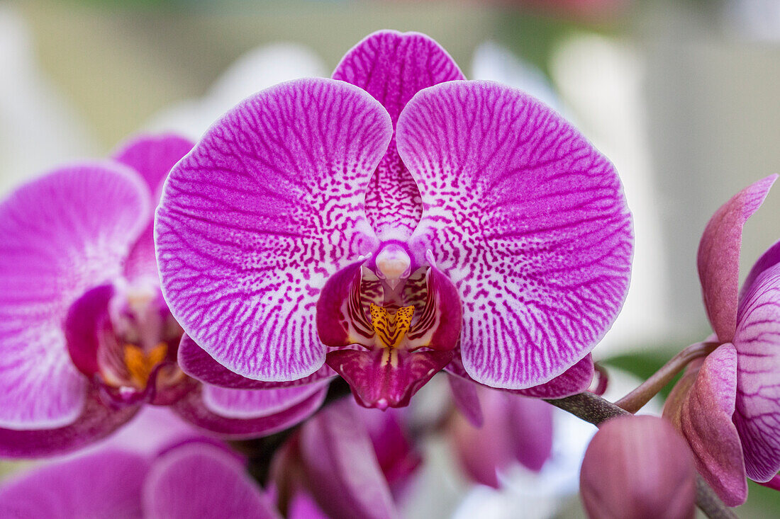 Phalaenopsis