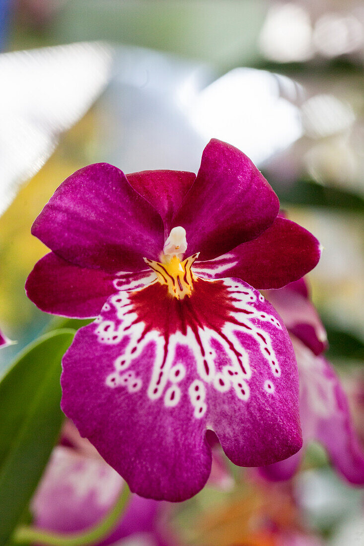 Miltoniopsis