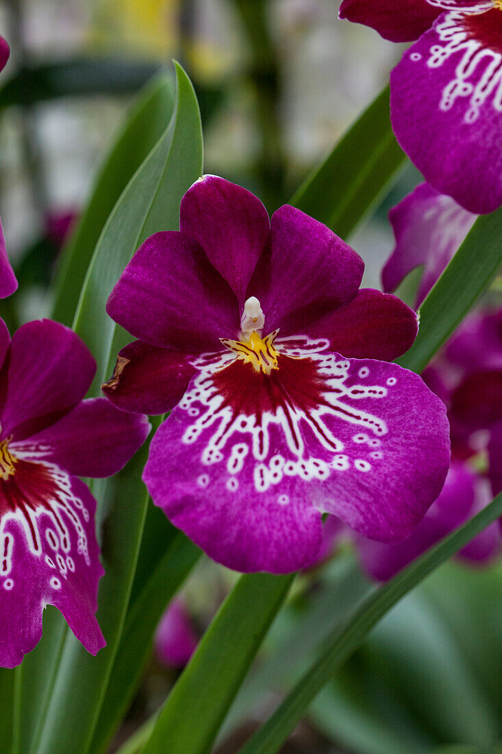 Miltoniopsis