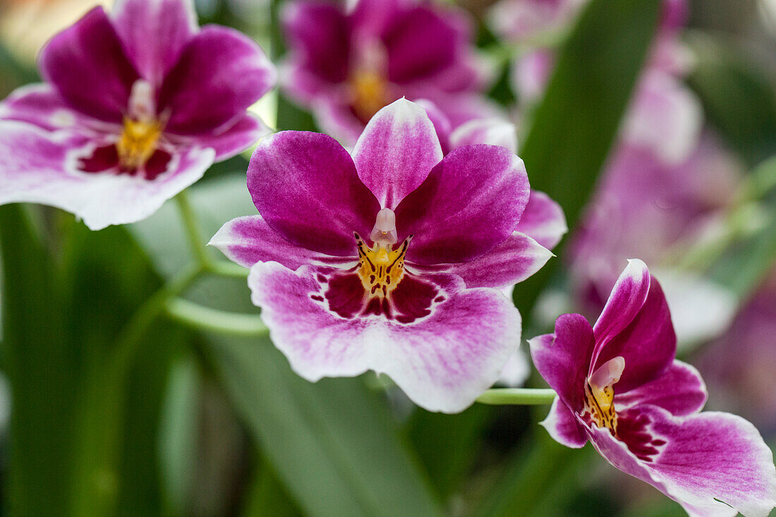 Miltoniopsis