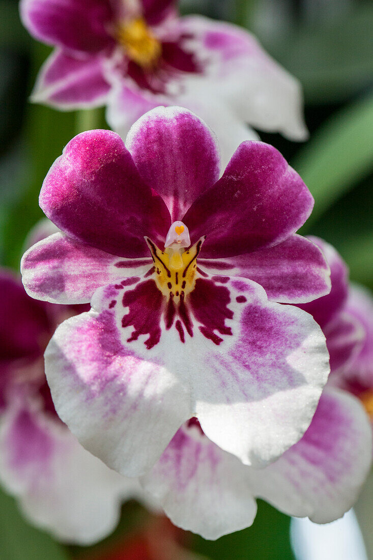 Miltoniopsis