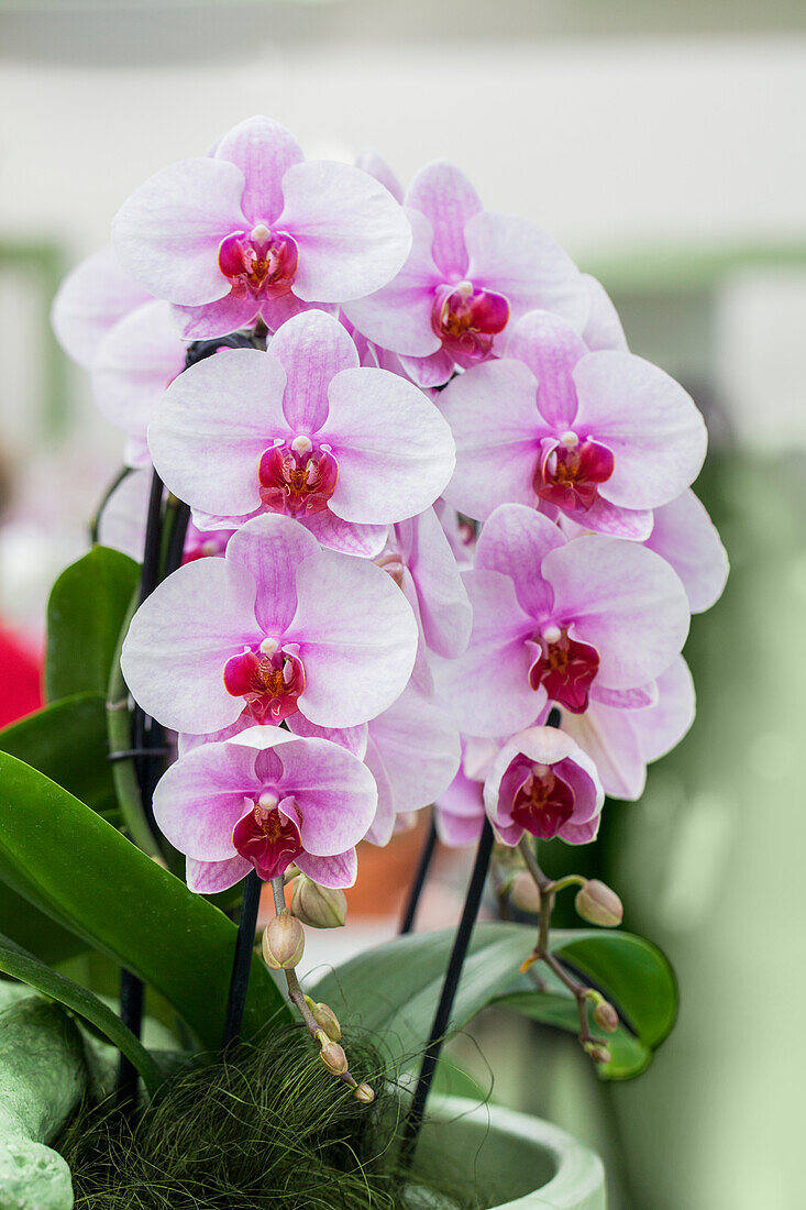 Phalaenopsis, pink