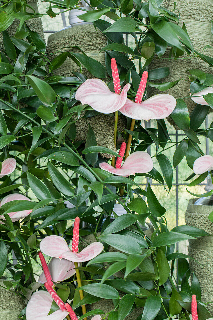 Anthurium