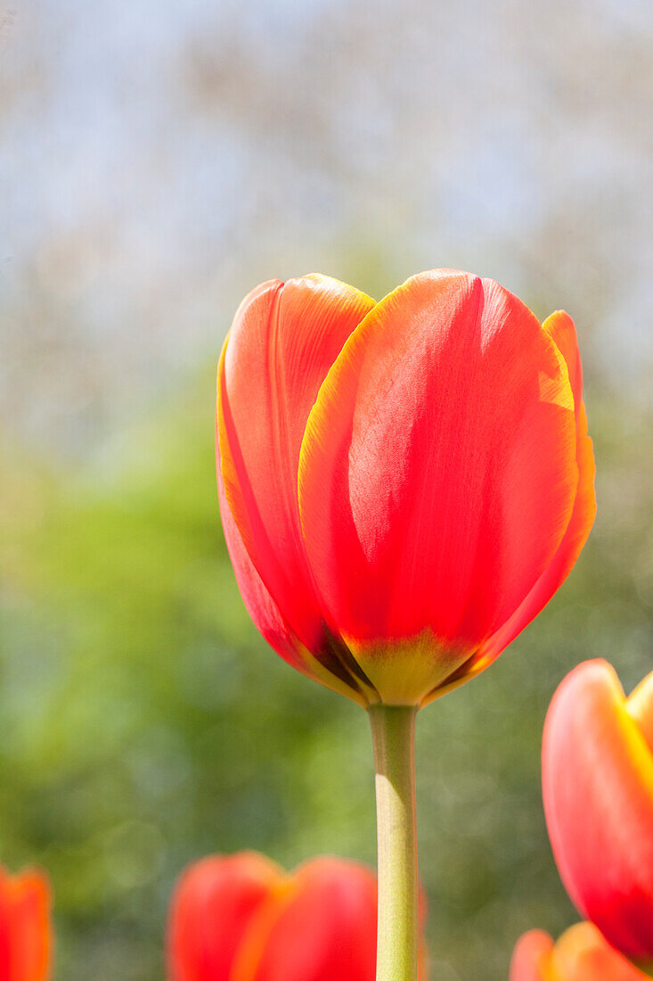 Tulipa, rot